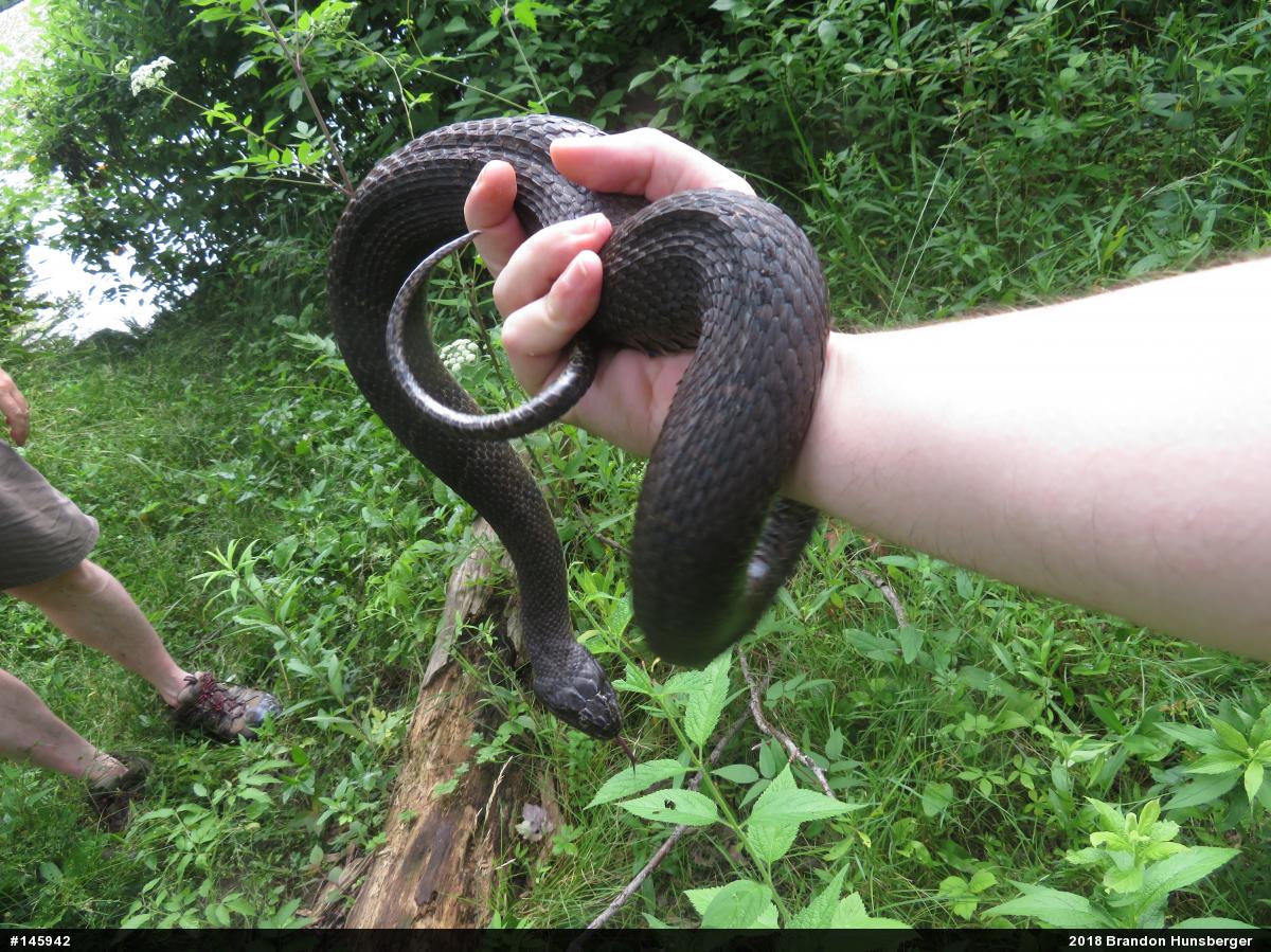 Northern Watersnake