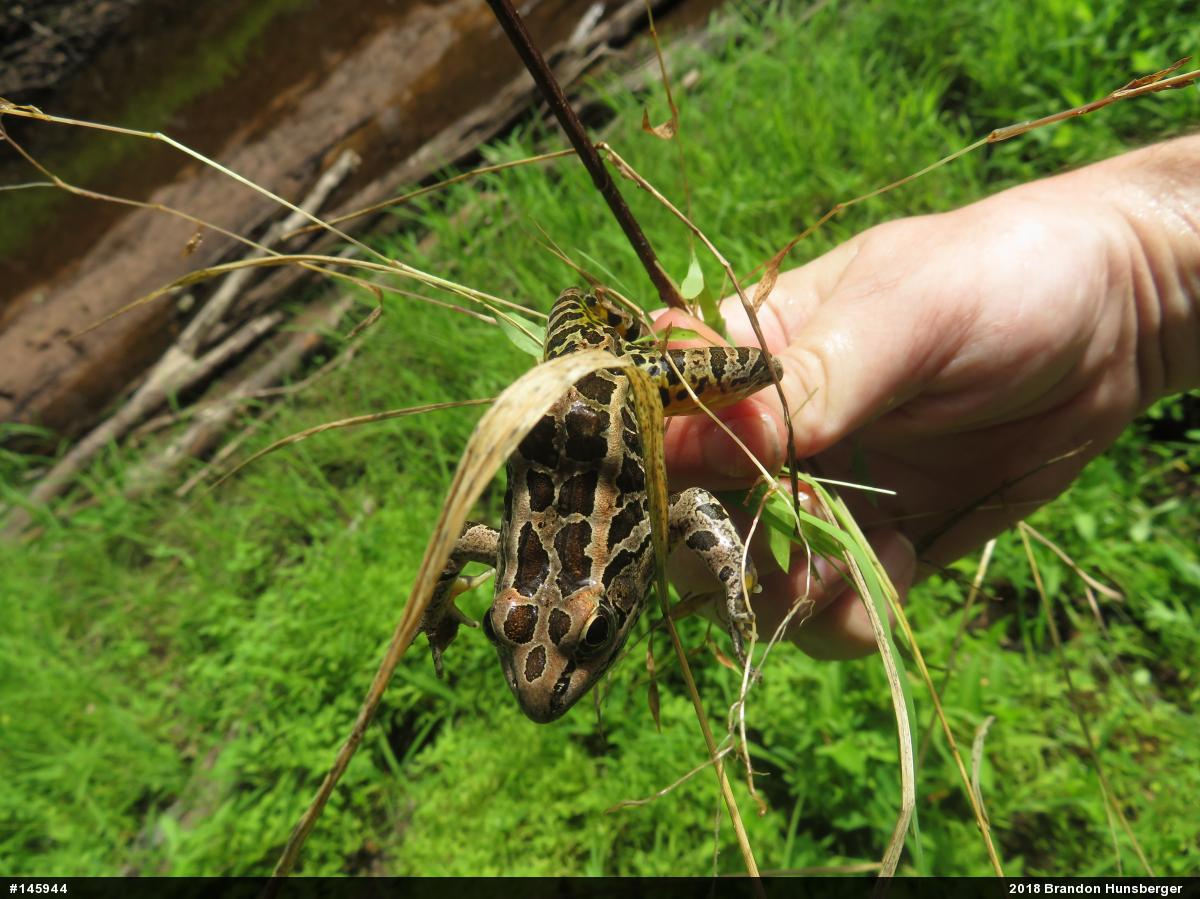 Pickerel Frog