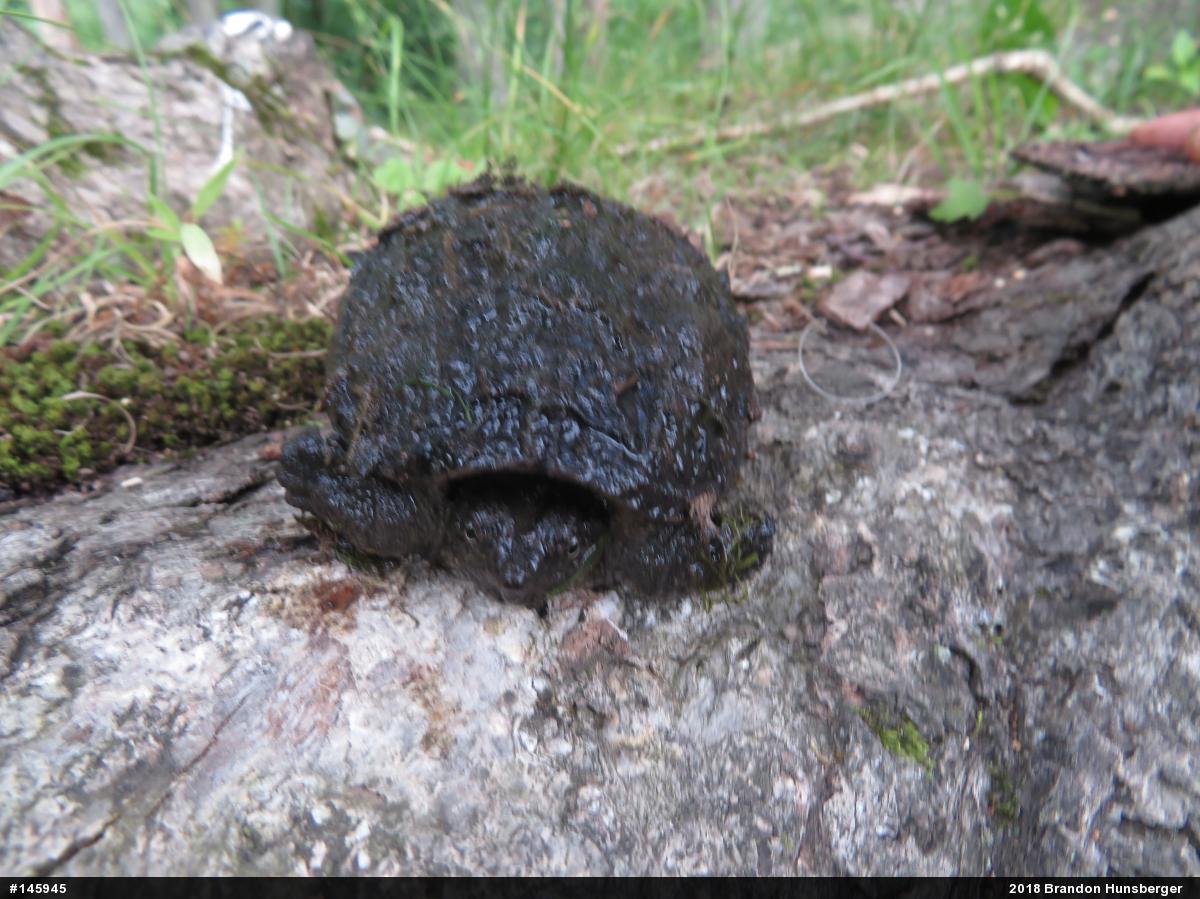 Snapping Turtle