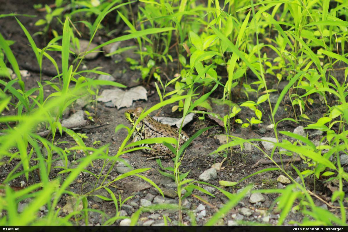 Green Frog