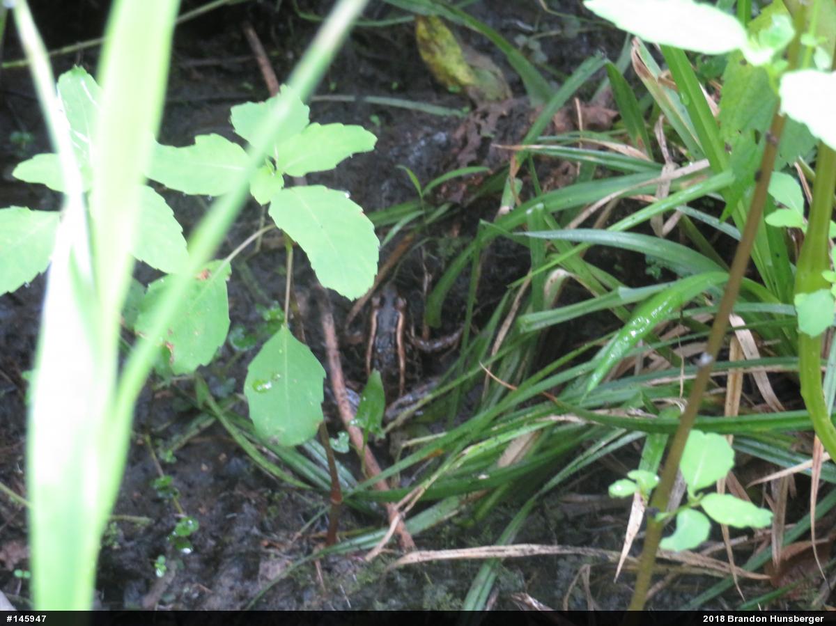 Pickerel Frog
