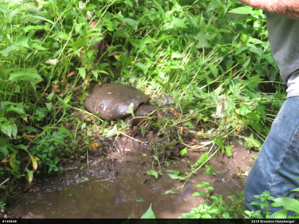 Snapping Turtle