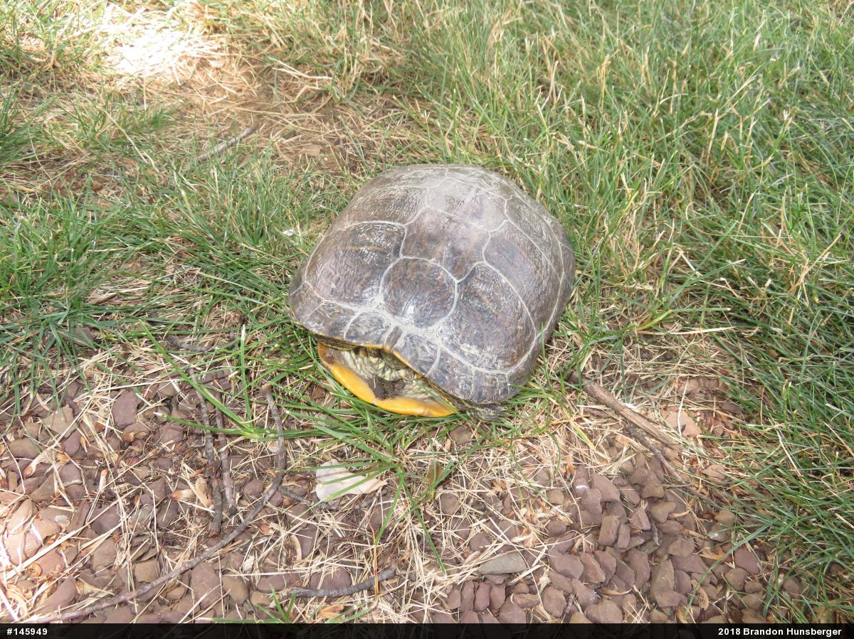 Red-eared Slider