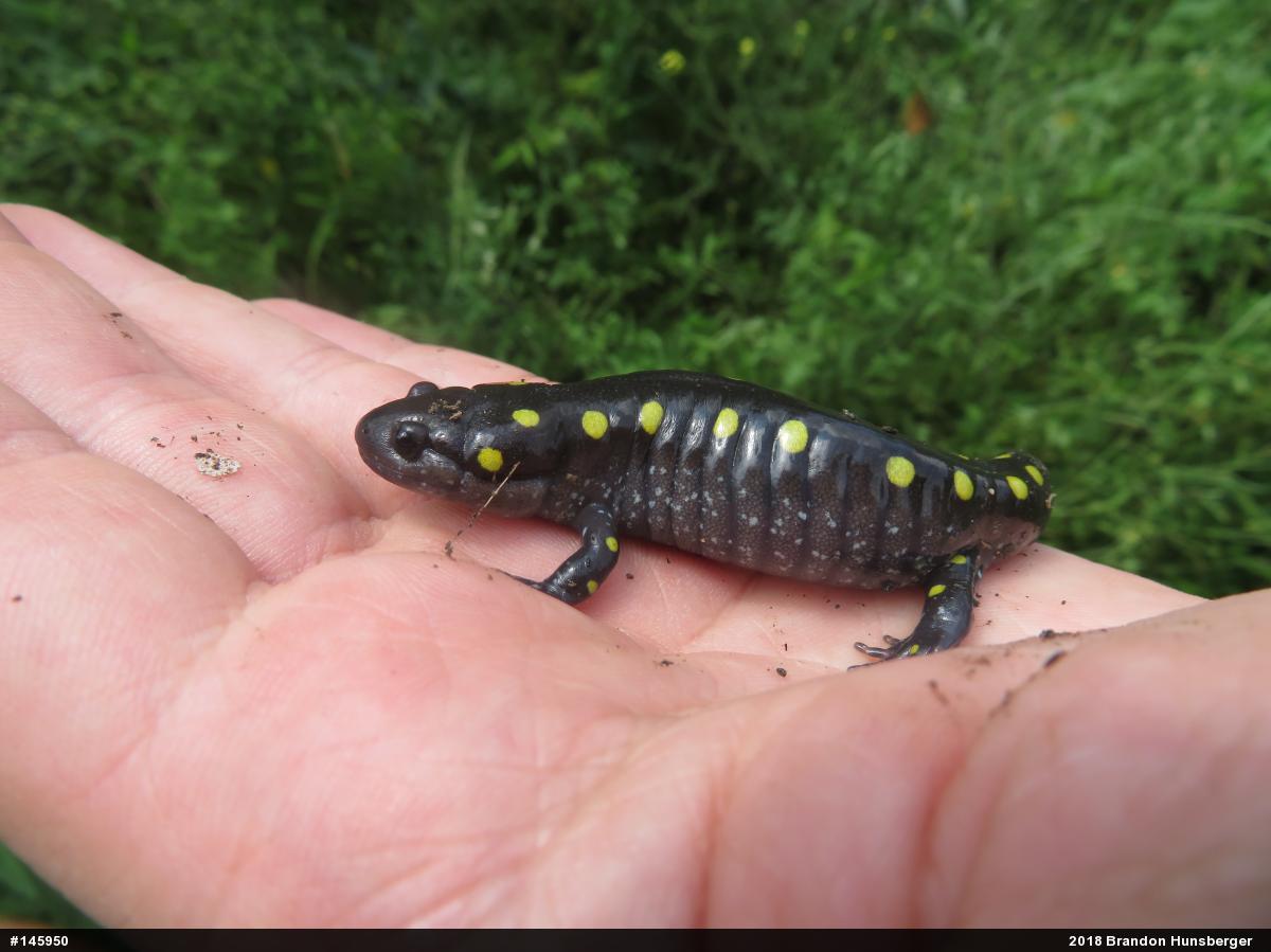 Spotted Salamander