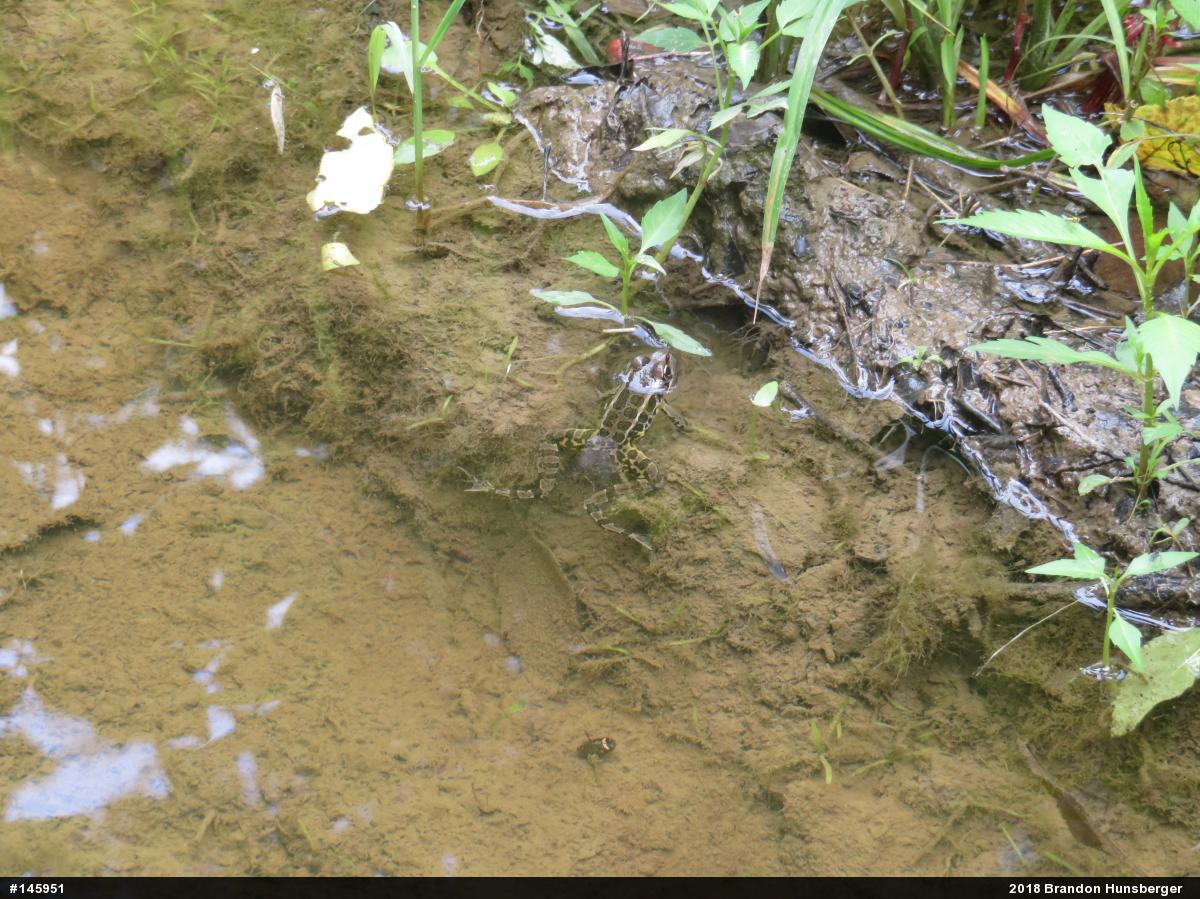 Pickerel Frog