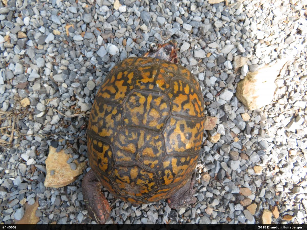 Eastern Box Turtle