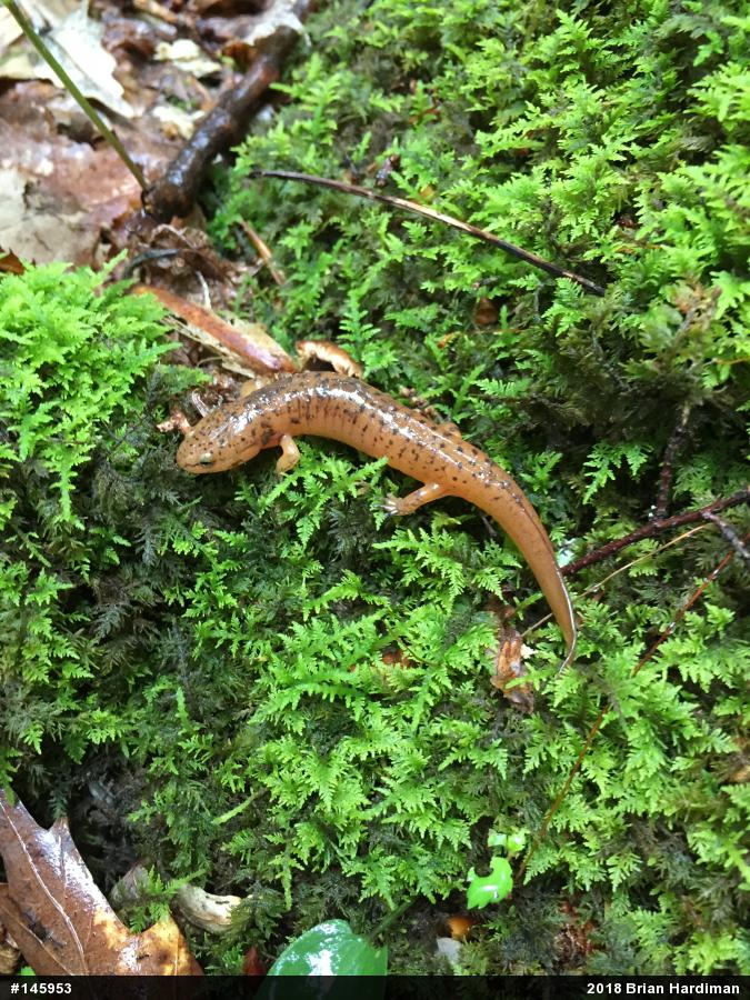 Northern Red Salamander