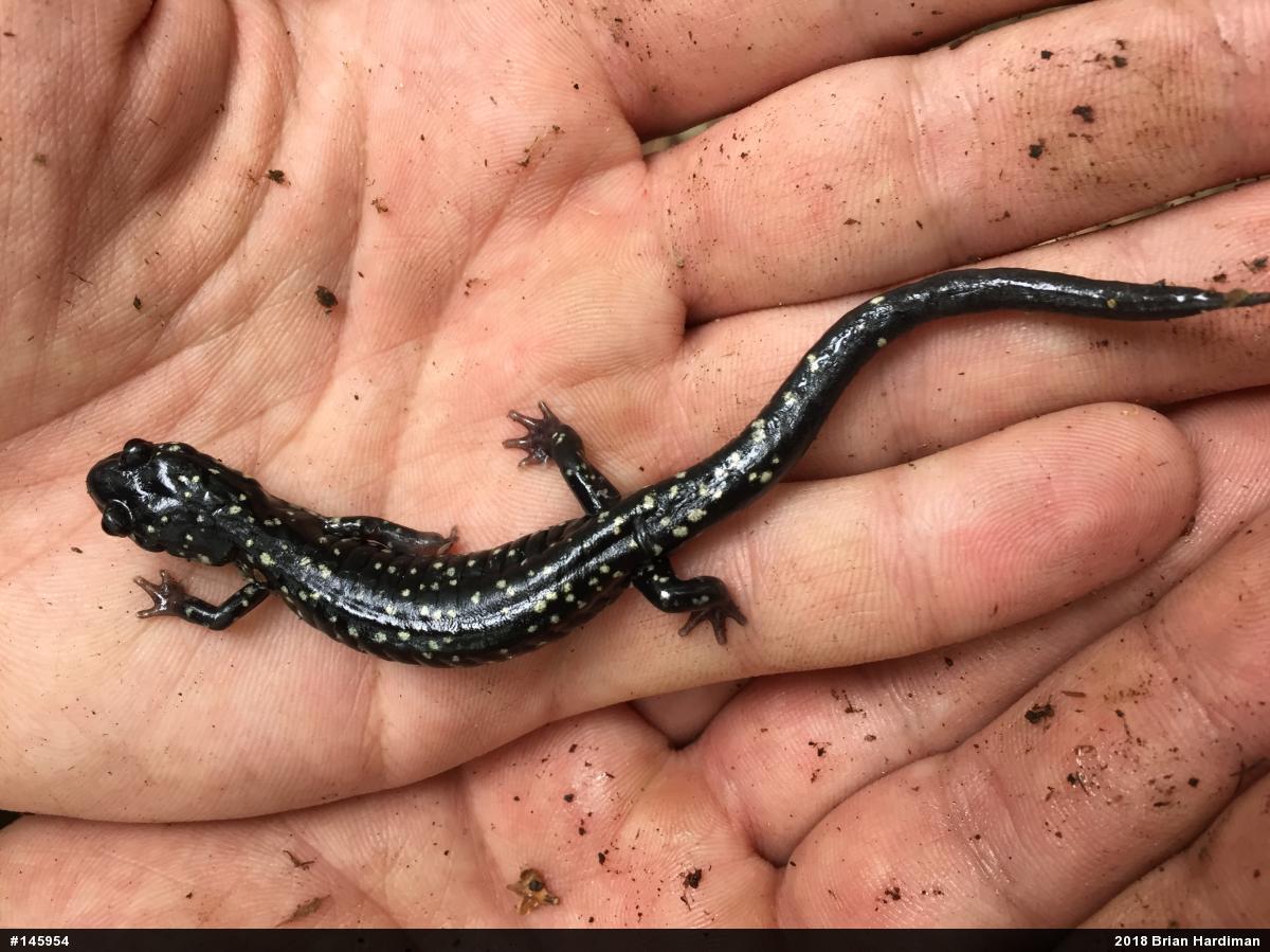 Northern Slimy Salamander
