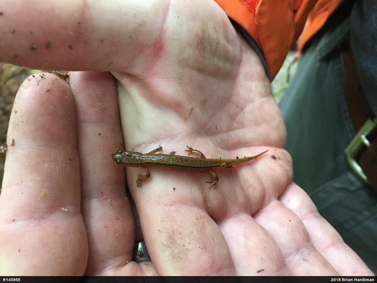 Northern Two-lined Salamander