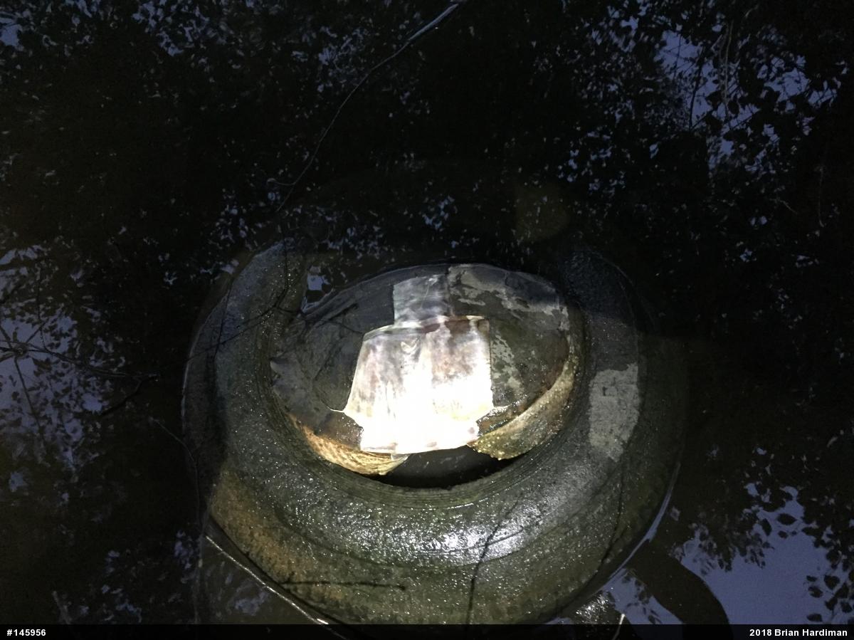 Snapping Turtle