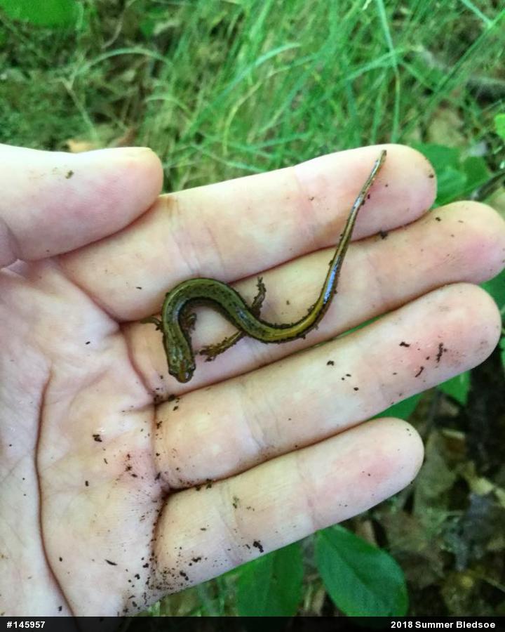 Northern Two-lined Salamander