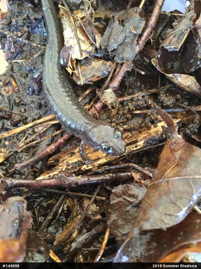 Northern Dusky Salamander