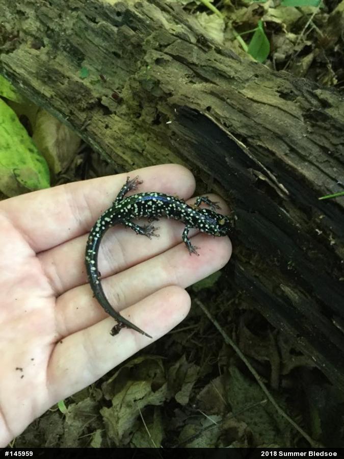 Northern Slimy Salamander