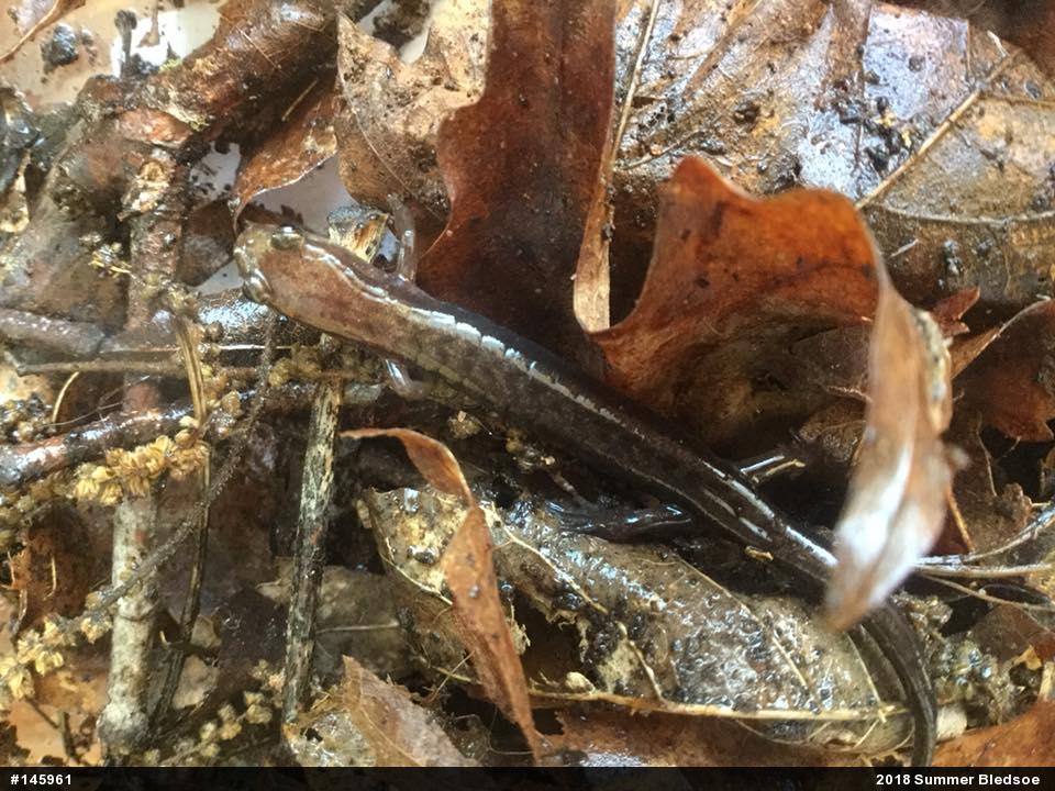Allegheny Mountain Dusky Salamander