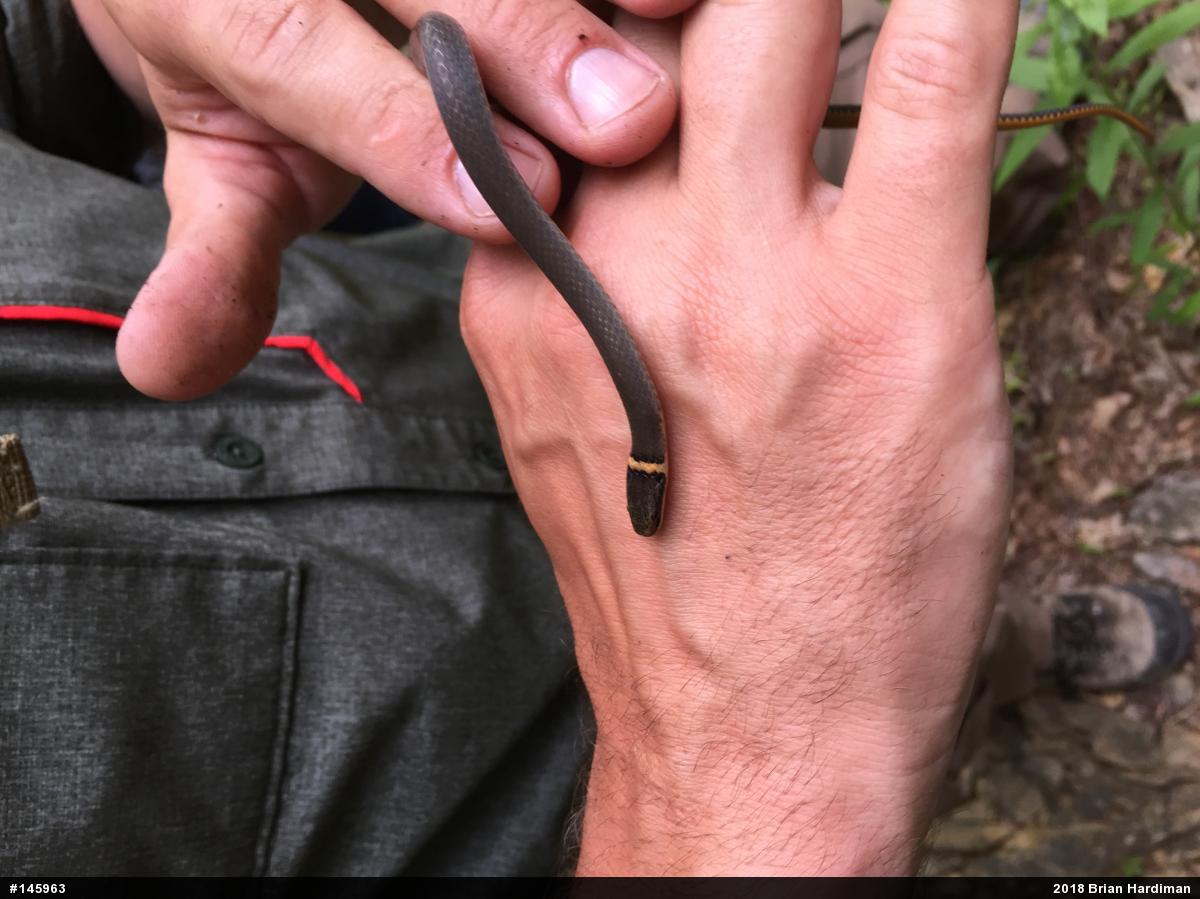 Northern Ring-necked Snake