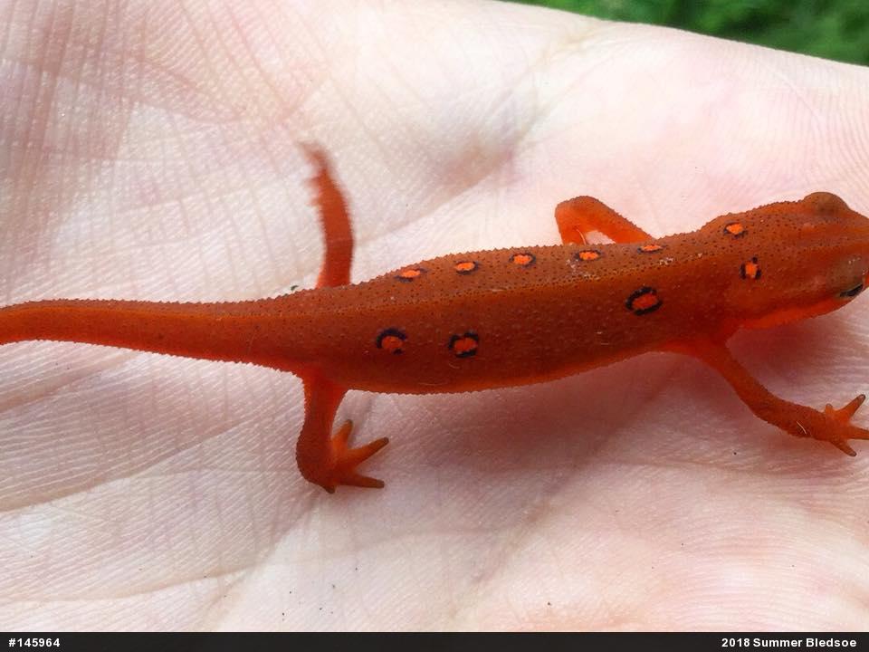 Red-spotted Newt