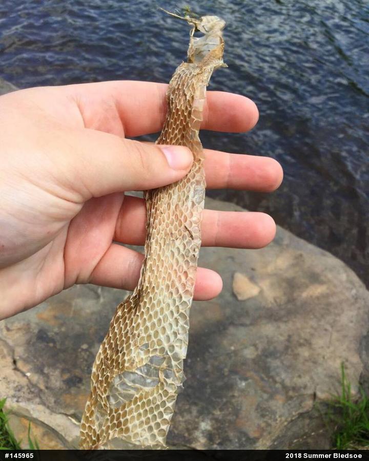 Northern Watersnake