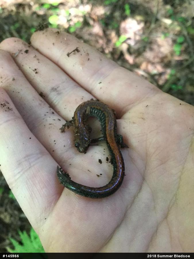 Eastern Red-backed  Salamander