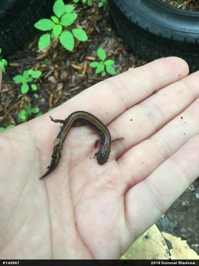 Eastern Red-backed  Salamander