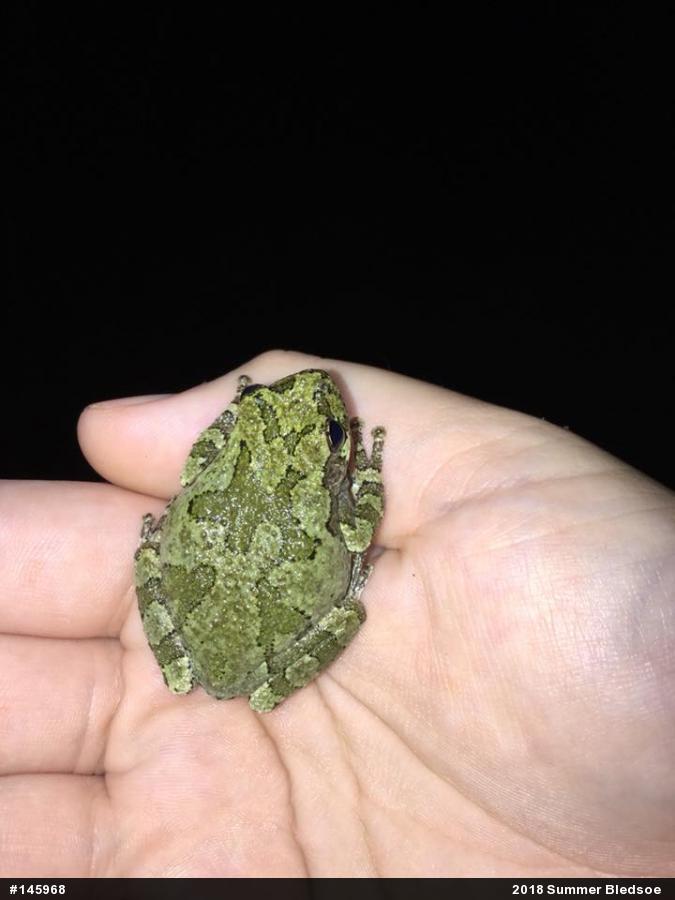 Unknown Gray Treefrog