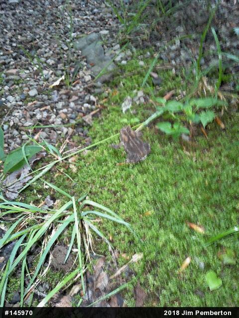 True Toads