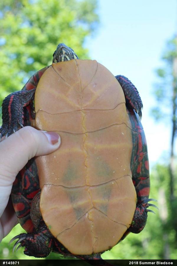 Eastern Painted Turtle