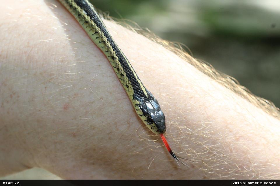 Eastern Gartersnake