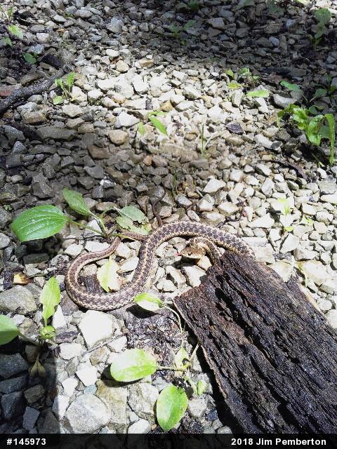 Eastern Gartersnake