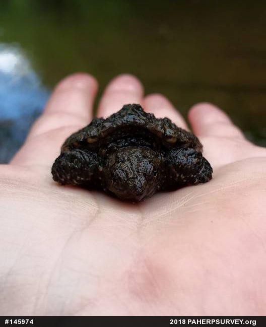 Snapping Turtle