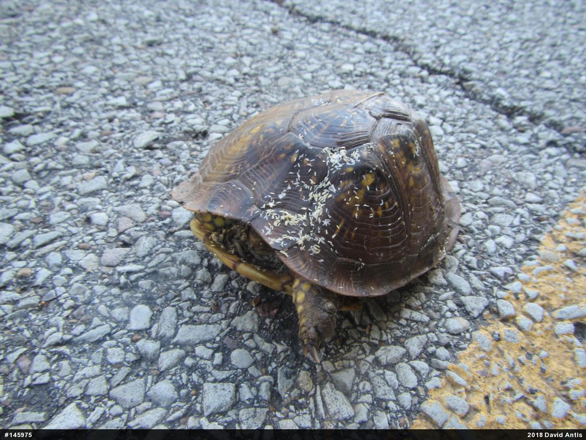 Eastern Box Turtle