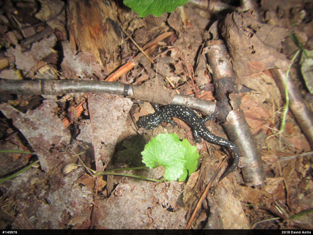 Northern Slimy Salamander