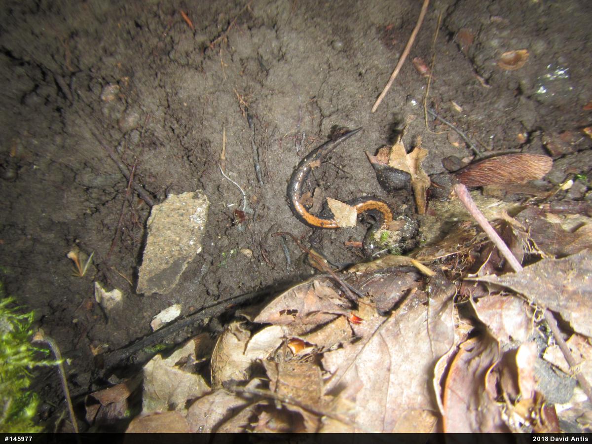 Eastern Red-backed  Salamander