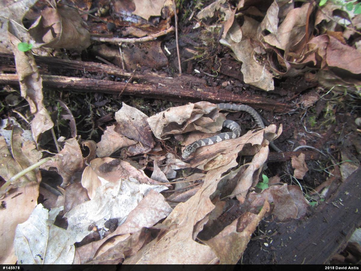 Northern Watersnake