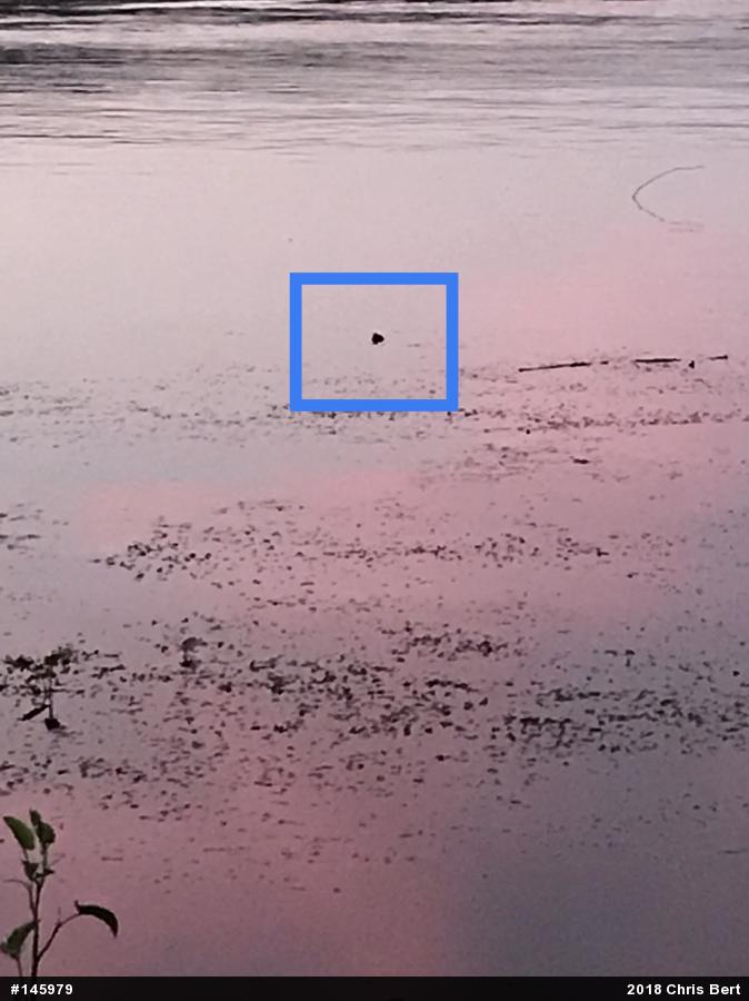 Snapping Turtle