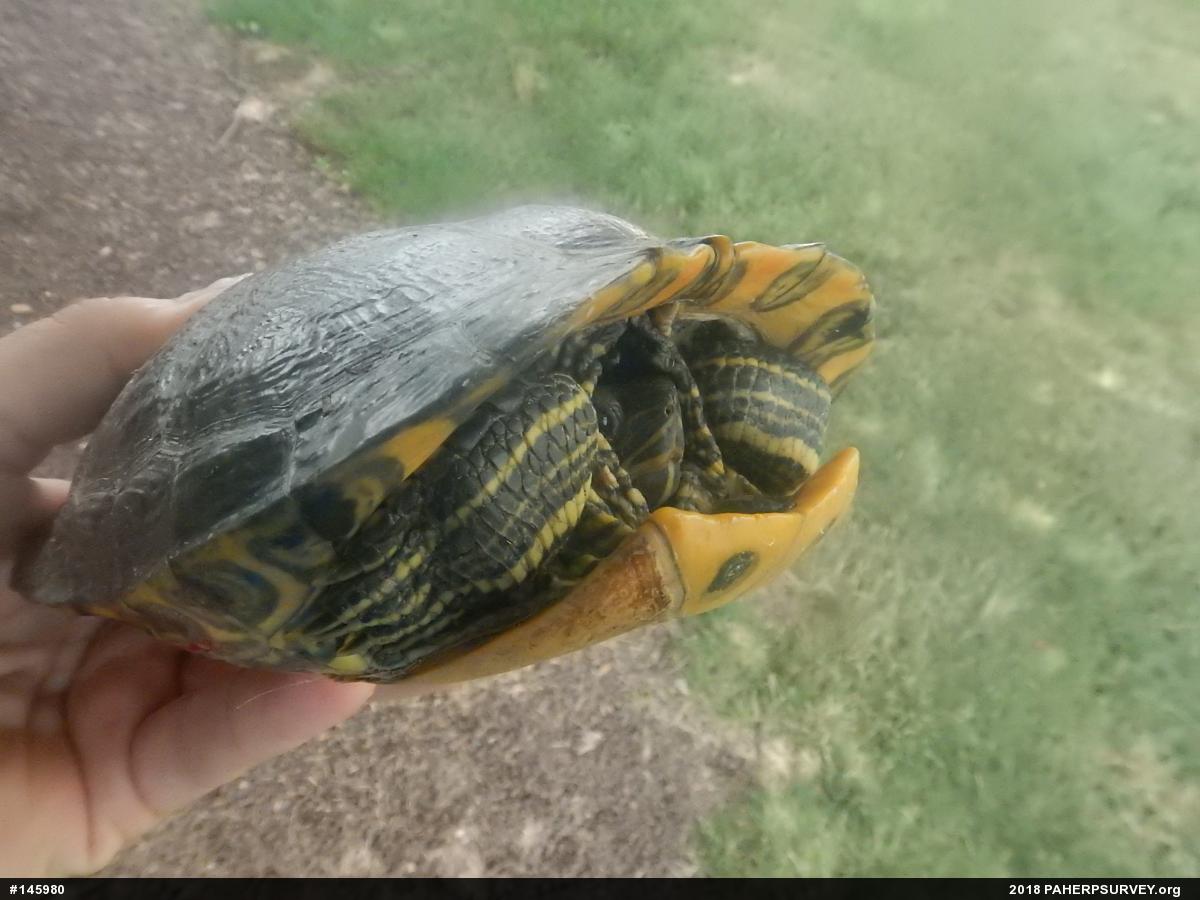 Red-eared Slider