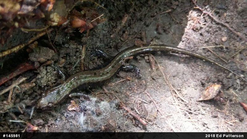 Allegheny Mountain Dusky Salamander
