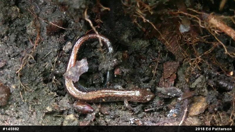 Eastern Red-backed  Salamander