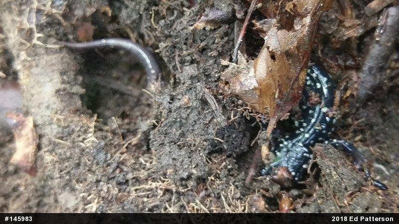 Northern Slimy Salamander