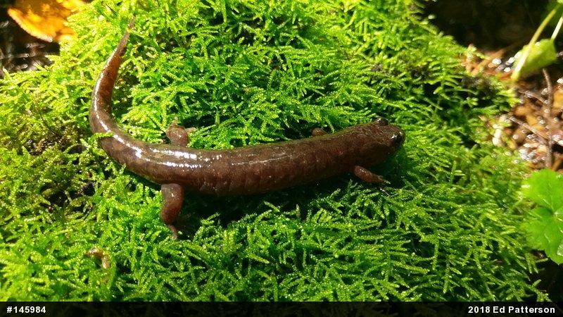 Seal Salamander