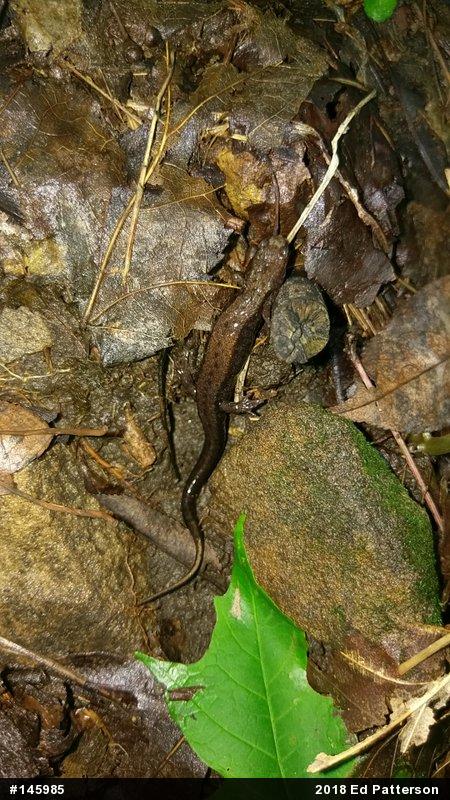 Allegheny Mountain Dusky Salamander