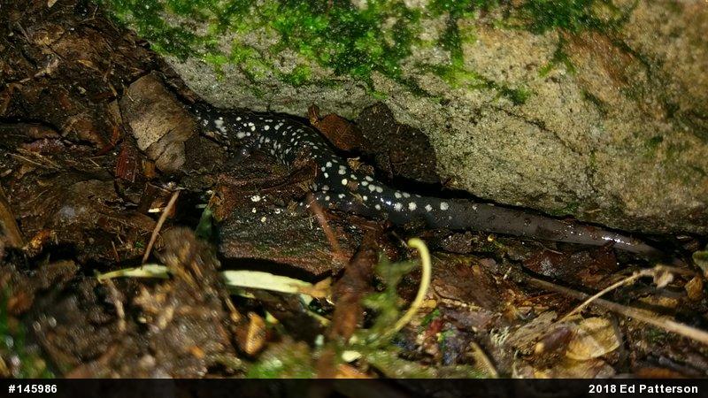 Northern Slimy Salamander
