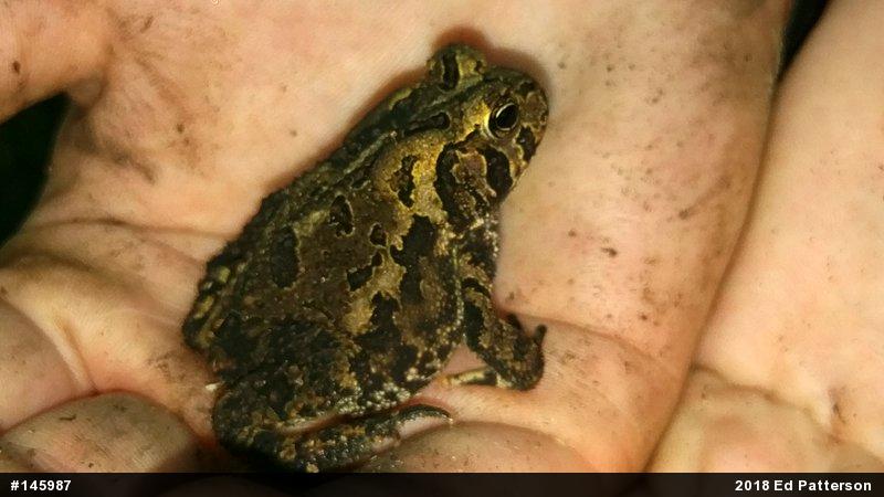 Eastern American Toad