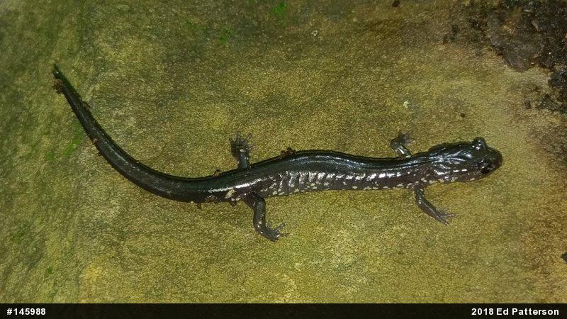 Wehrle's Salamander