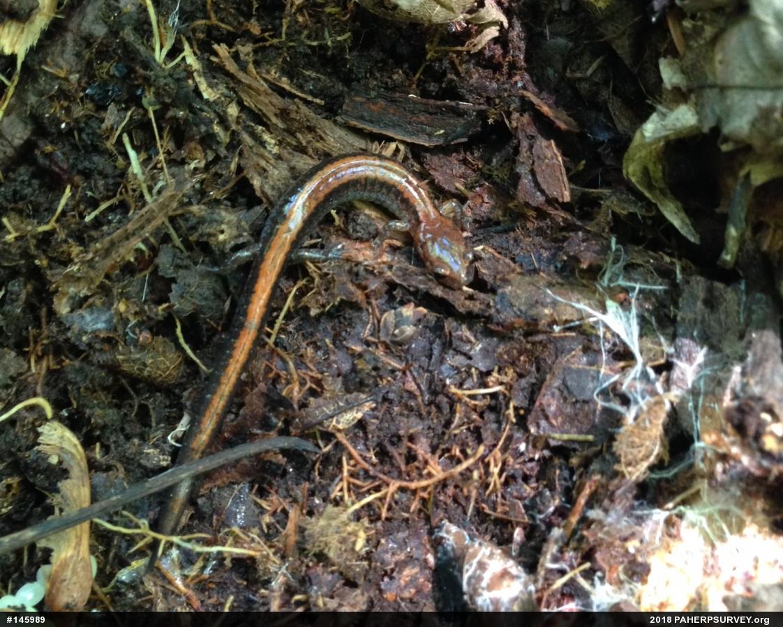 Eastern Red-backed  Salamander