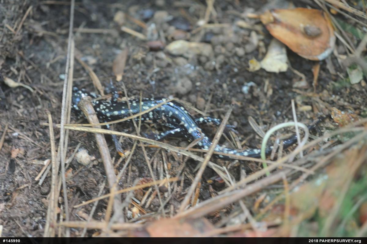 Northern Slimy Salamander