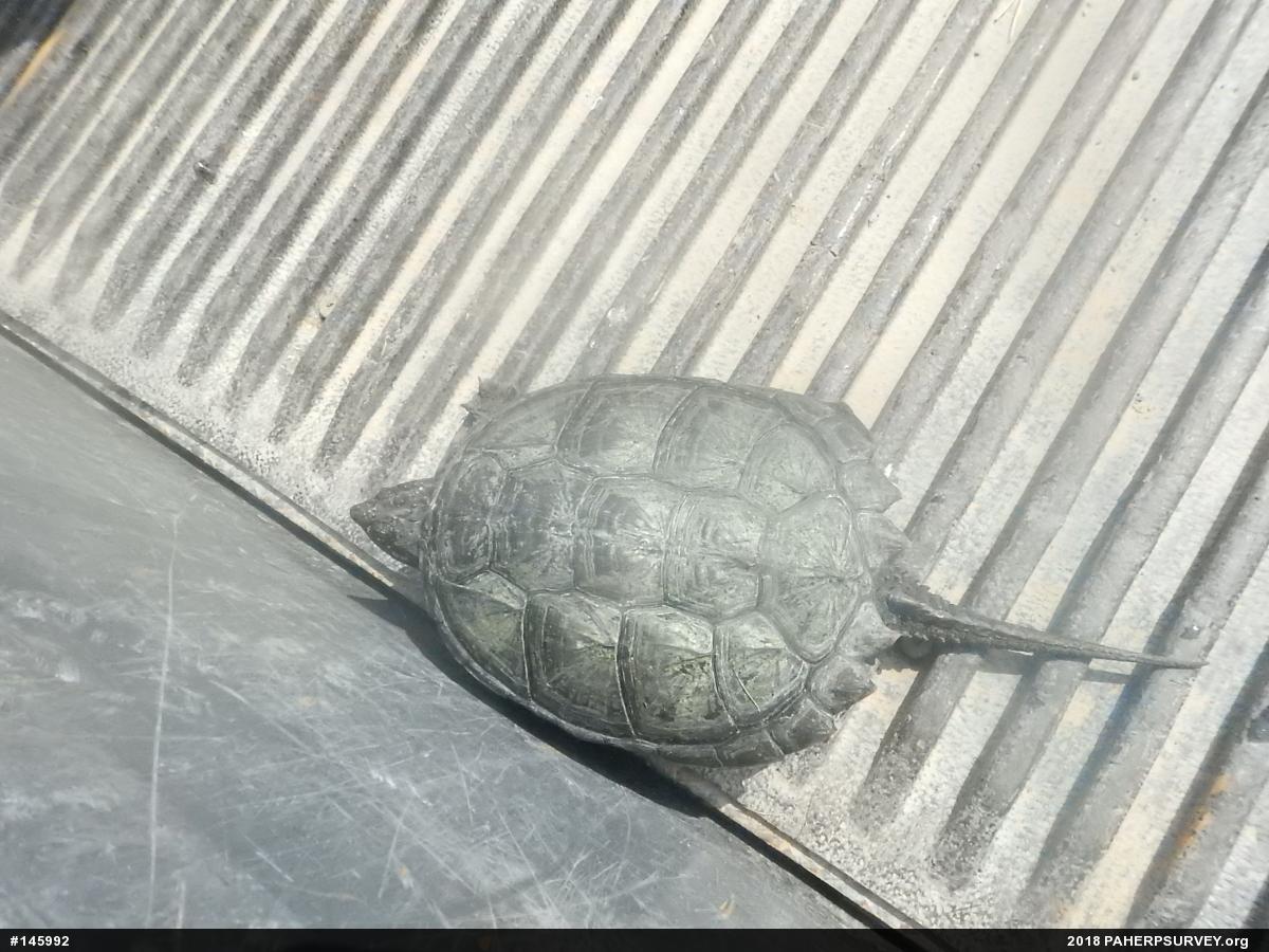 Snapping Turtle