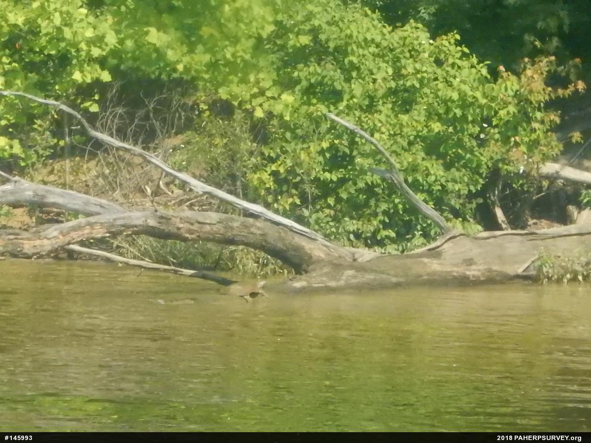 Eastern Spiny Softshell