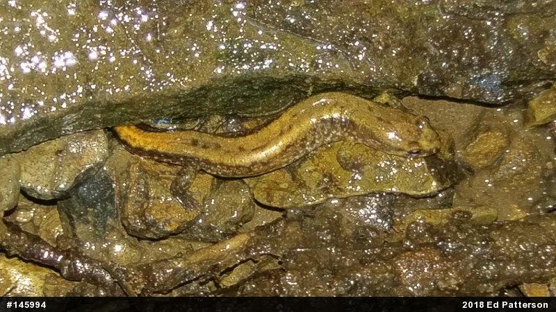 Allegheny Mountain Dusky Salamander