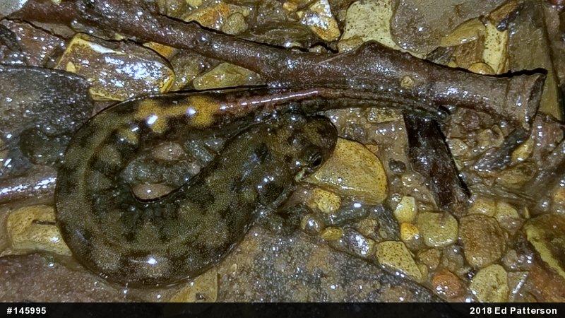 Seal Salamander