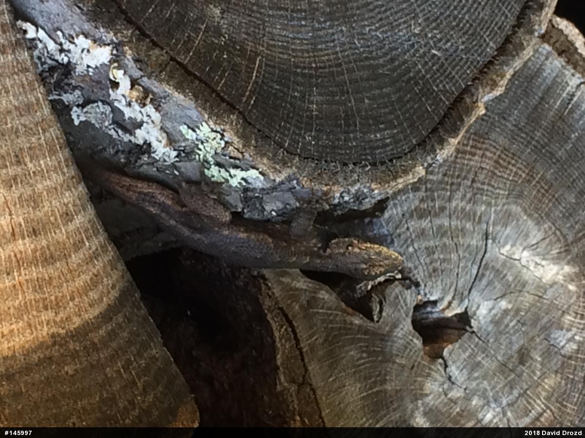 Eastern Fence Lizard